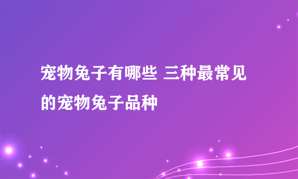 宠物兔子有哪些 三种最常见的宠物兔子品种