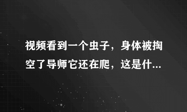 视频看到一个虫子，身体被掏空了导师它还在爬，这是什么情况？