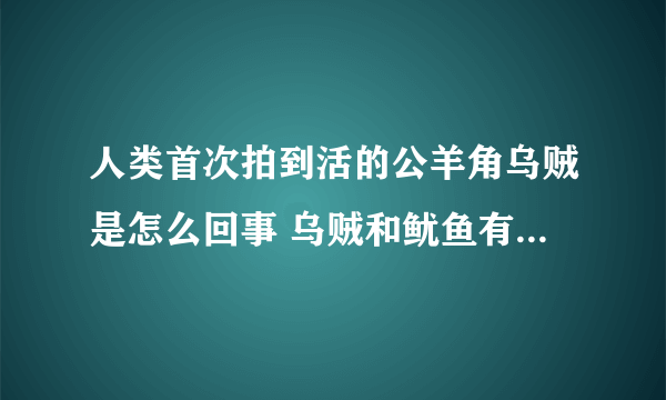 人类首次拍到活的公羊角乌贼是怎么回事 乌贼和鱿鱼有什么区别