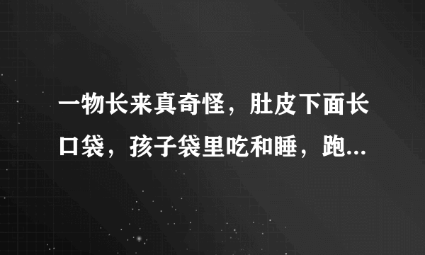 一物长来真奇怪，肚皮下面长口袋，孩子袋里吃和睡，跑得不快跳得快。(打一动物)