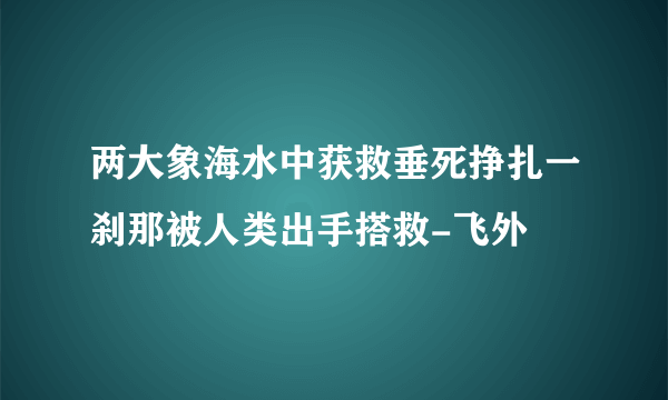 两大象海水中获救垂死挣扎一刹那被人类出手搭救-飞外