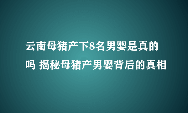 云南母猪产下8名男婴是真的吗 揭秘母猪产男婴背后的真相