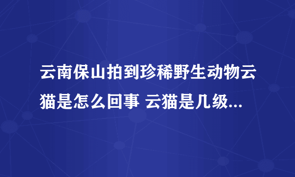 云南保山拍到珍稀野生动物云猫是怎么回事 云猫是几级保护动物