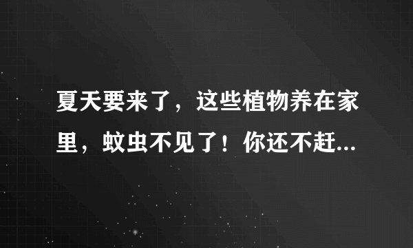 夏天要来了，这些植物养在家里，蚊虫不见了！你还不赶紧养一盆？