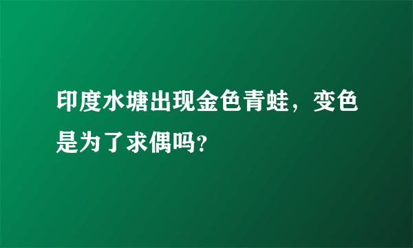 印度水塘出现金色青蛙，变色是为了求偶吗？