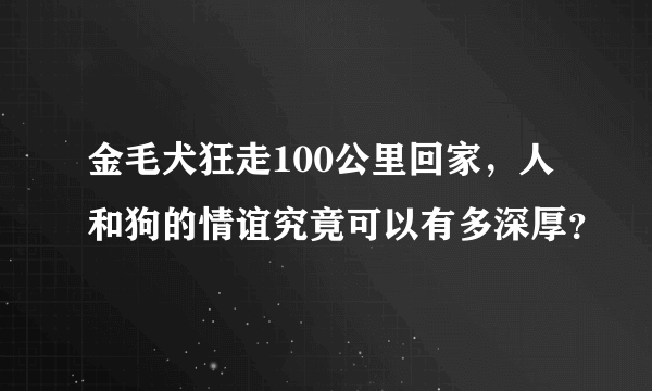 金毛犬狂走100公里回家，人和狗的情谊究竟可以有多深厚？