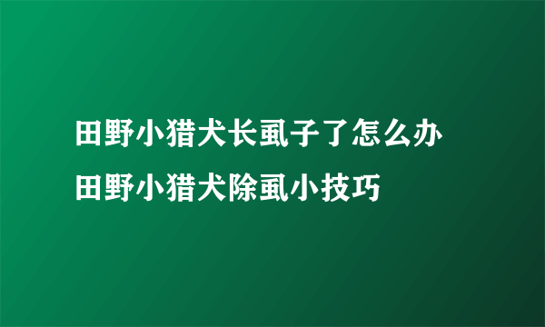 田野小猎犬长虱子了怎么办 田野小猎犬除虱小技巧