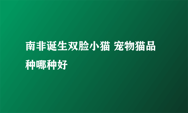 南非诞生双脸小猫 宠物猫品种哪种好