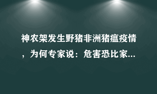 神农架发生野猪非洲猪瘟疫情，为何专家说：危害恐比家猪更严重？