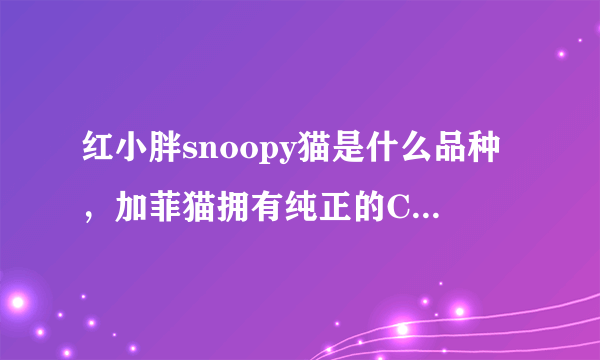 红小胖snoopy猫是什么品种，加菲猫拥有纯正的CFA血统-飞外网