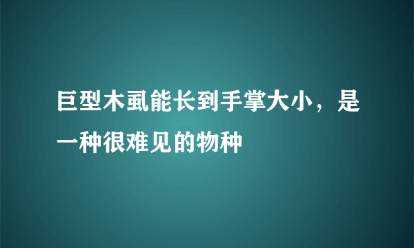 巨型木虱能长到手掌大小，是一种很难见的物种 