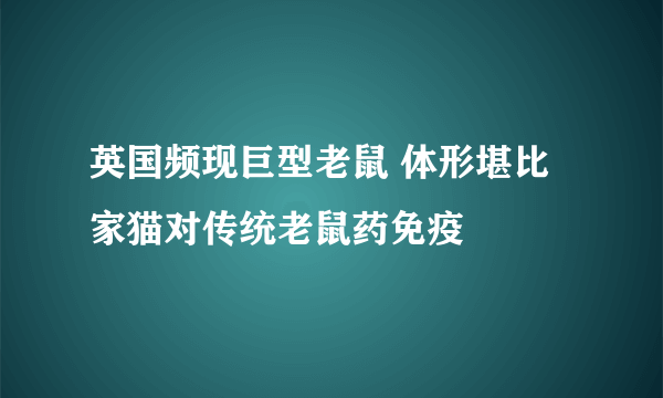 英国频现巨型老鼠 体形堪比家猫对传统老鼠药免疫