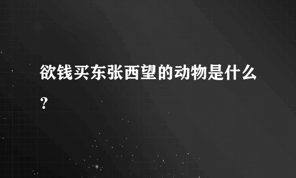 欲钱买东张西望的动物是什么？